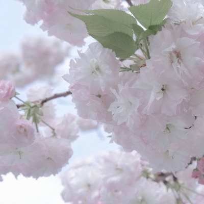 砀山福瑞交流群